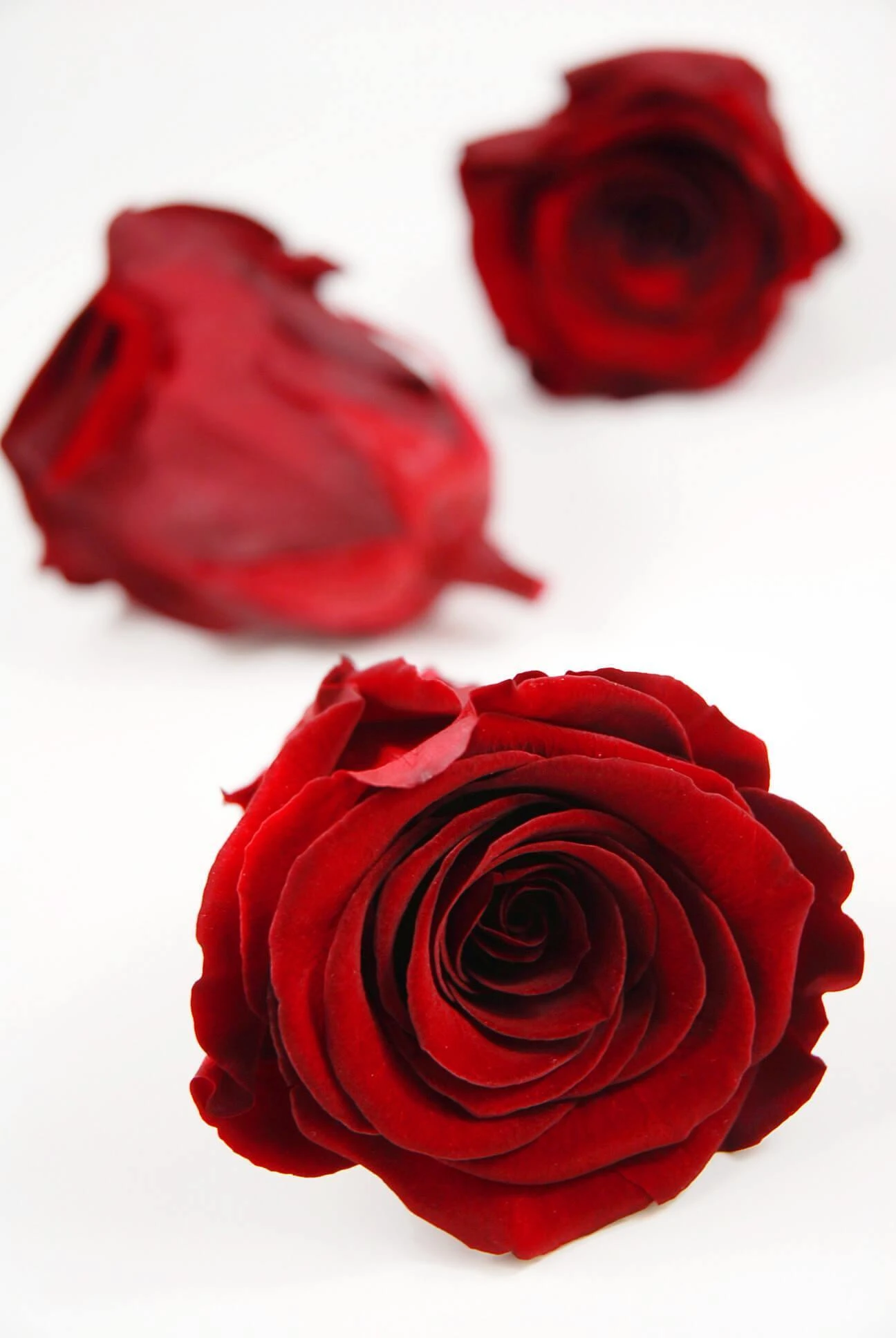 Preserved Roses Red 2.5in (6 Rose Heads) 1 Preserved Roses Red 2.5in (6 Rose Heads)