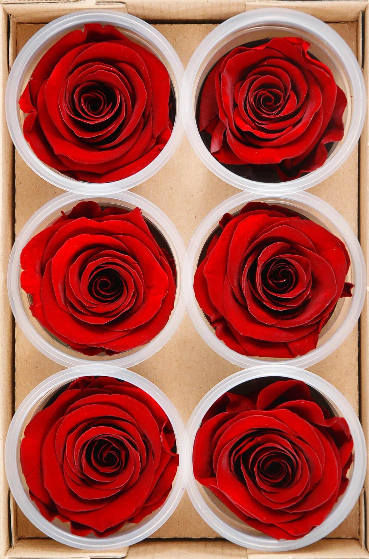 Preserved Roses Red 2.5in (6 Rose Heads) 2 Preserved Roses Red 2.5in (6 Rose Heads) - Image 2