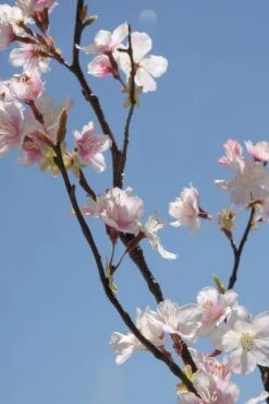 Silk Pink And Cream/White Cherry Blossom Branch 42in