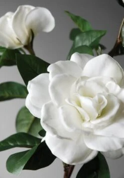 Silk Gardenia Stem White 31"