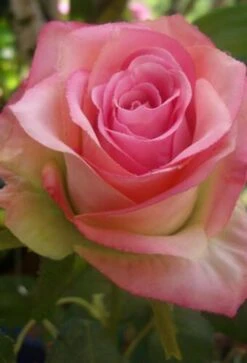 12 Large Rose Spray Two-Tone Pink