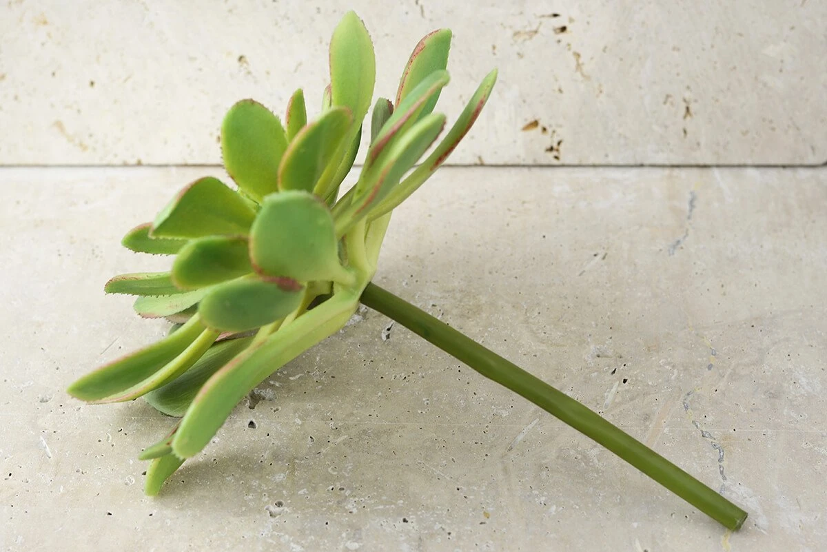 Large Bright Green Echeveria Stem Succulent 9" Wide 2 Large Bright Green Echeveria Stem Succulent 9" Wide - Image 2