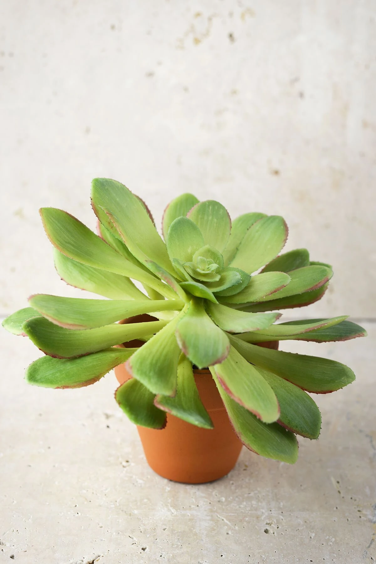 Large Bright Green Echeveria Stem Succulent 9" Wide 4 Large Bright Green Echeveria Stem Succulent 9" Wide - Image 4