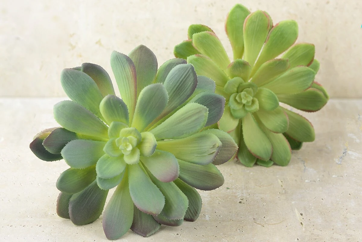 Large Bright Green Echeveria Stem Succulent 9" Wide 5 Large Bright Green Echeveria Stem Succulent 9" Wide - Image 5